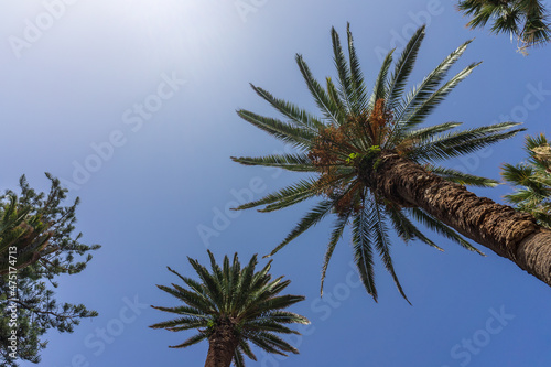 Trunks and crowns of palm trees against the sky