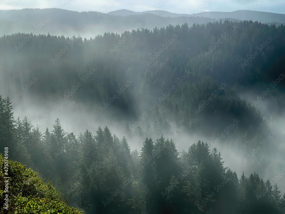 Misty forests and Pacific Ocean Misty forests and Pacific Ocean