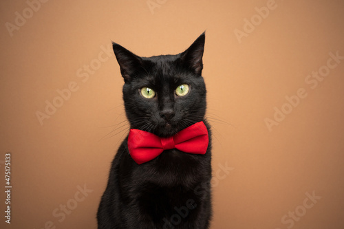 Fototapeta Naklejka Na Ścianę i Meble -  cute black cat wearing red bow tie portrait on brown background with copy space