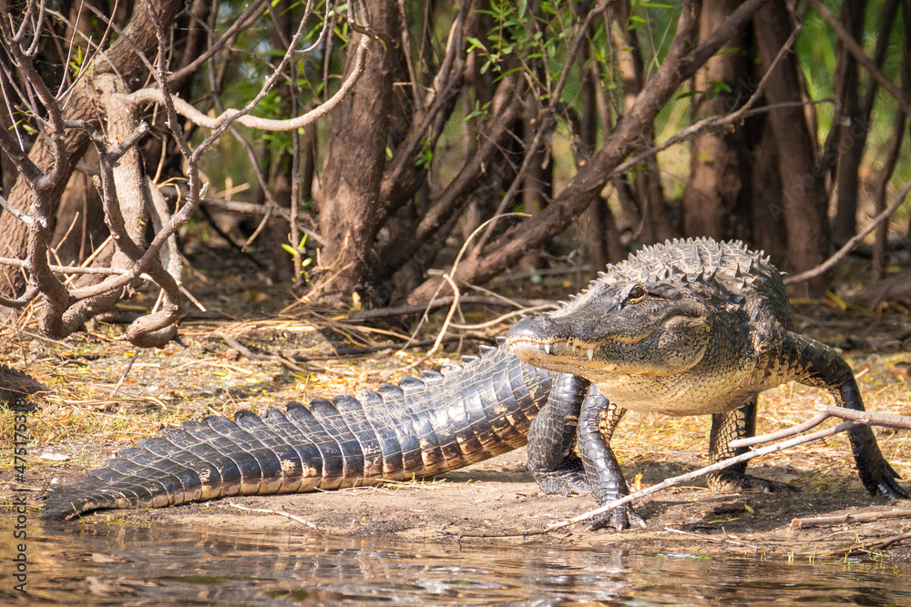 alligator in the swamp alligator in the swamp