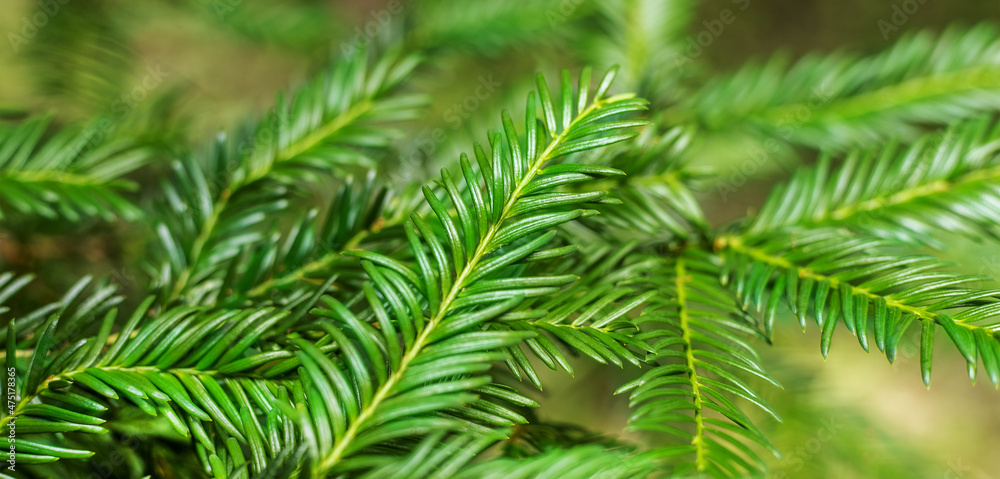 Background from fir branches of a christmas tree for a new year card