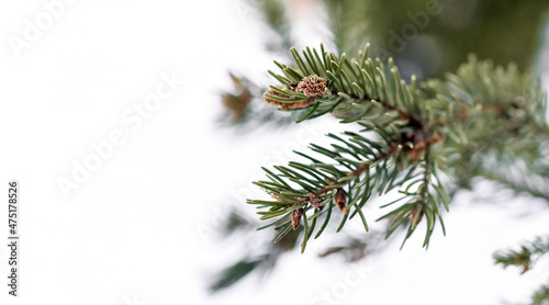 Christmas composition. Green spruce branch  isolated on white background. Christmas tree branch. Copy space.