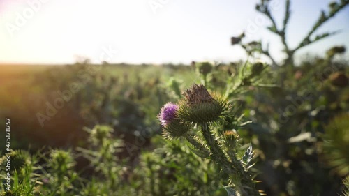 Wild plant, velcro. Close up of burdock buds with blue sky on background. Medicinal plant. Weed in the field.
