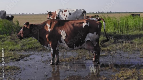 Cows on a hot summer day in the pasture. Multi-colored cow stands in a puddle. Production of organic milk. Village. Rural landscape