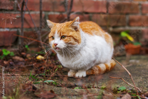 sad cat sitting on wet path in cold weather