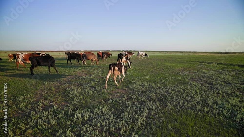 Natural farming. Multicolored cows roam freely on the green pasture. Successful dairy business. Production of organic milk.
