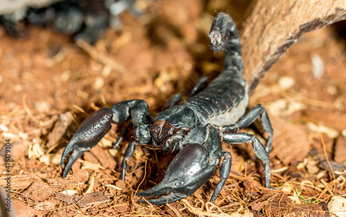 Canvastavla Imperial scorpion close-up on the ground