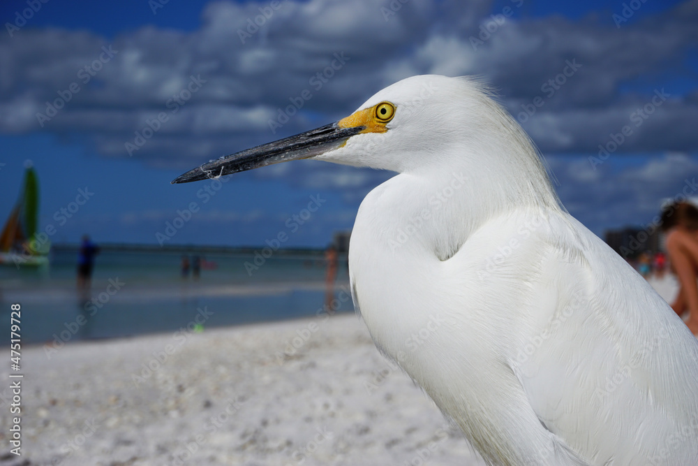 Egret on the beach Egret on the beach