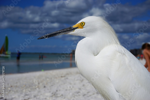 Egret on the beach 