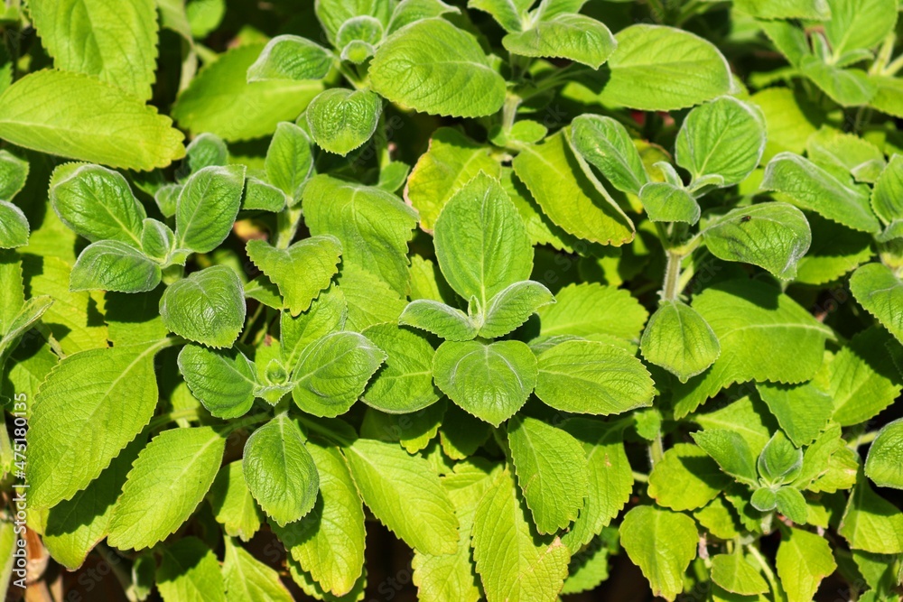 Boldo is a medicinal plant widely used as a home remedy. Boldo is a medicinal plant widely used as a home remedy.