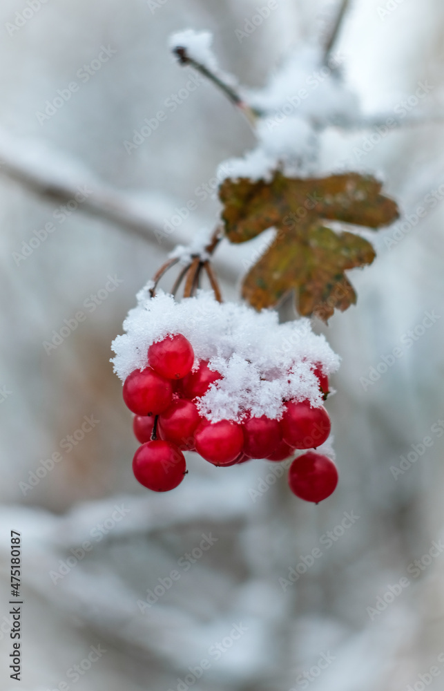 Snow topped berries with a soft focus background Snow topped berries with a soft focus background