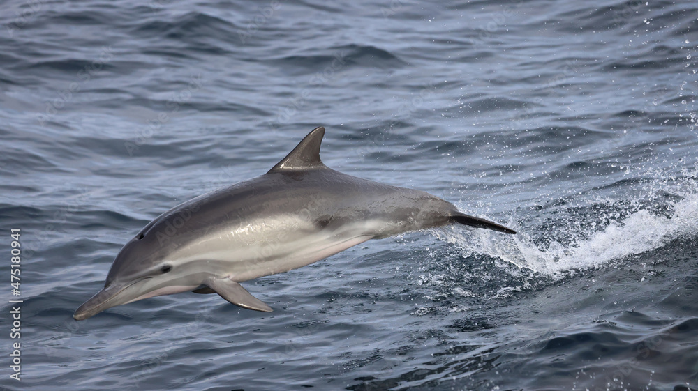 Naklejka premium dolphin in the water