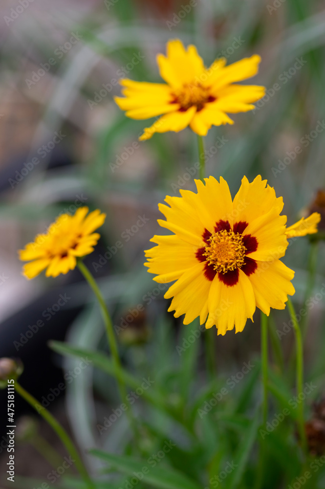 Coreopsis grandiflora bright yellow flowering plant, group of petal ornamental flowers in bloom Coreopsis grandiflora bright yellow flowering plant, group of petal ornamental flowers in bloom
