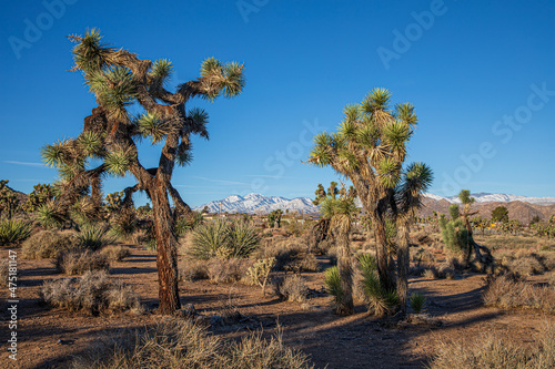 Yucca valley snow on mountains