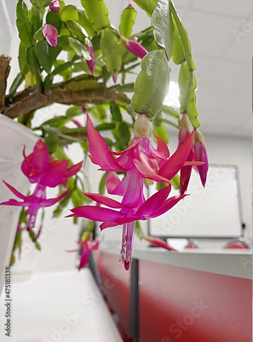 pink flowers of a houseplant decembrist on a windowsill photo