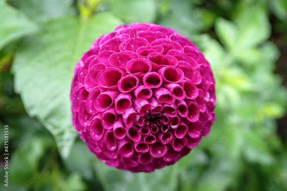 Close up of a brightly coloured flower in rain Close up of a brightly coloured flower in rain