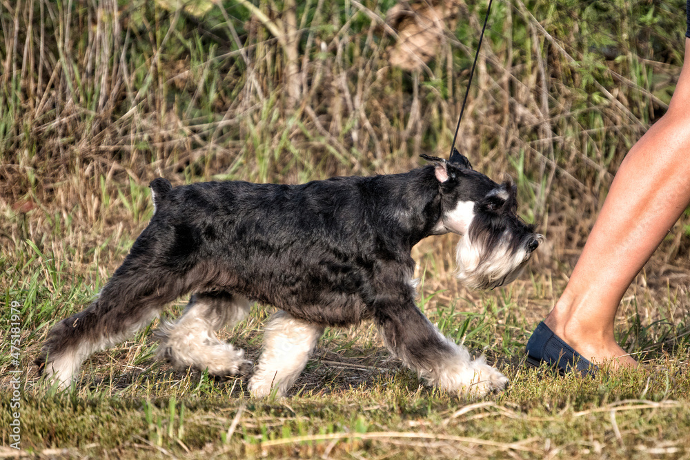 Fototapeta premium A black schnauzer walkng in the park.