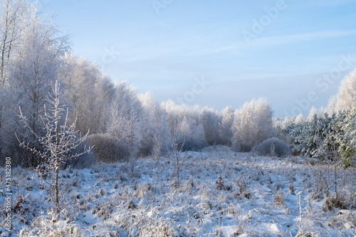 Winter in the birch forest. Hoarfrost on a sunny morning. Świętokrzyskie, Poland. © JackUli