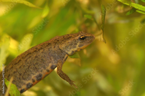 Closeup of an aquatic female Bosca's or Iberian newt, Lissotriton boscai photo