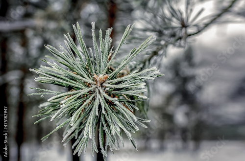 a pine branch covered with hoarfrost against the background of a snow-covered forest.