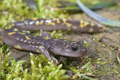 Closeup on the critically endangered Gorgan Mountain Salamander,, Paradactylodon gorganensis photo