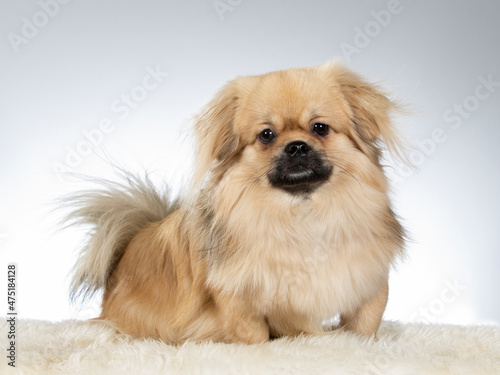 Tibetan spaniel puppy dog portrait. Image taken in a studio with white background. photo