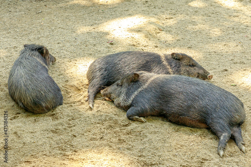 Wild boars Collared peccary sleeping, Dicotyles tajacu species of Europe and Eurasia. photo