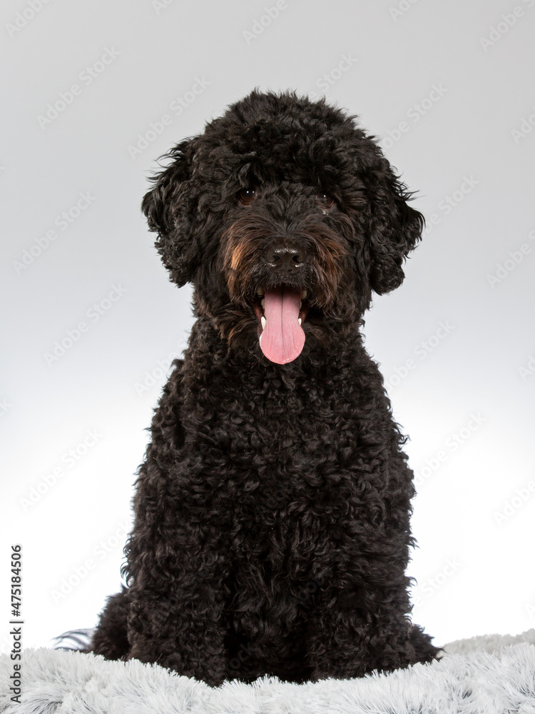 Australian labradoodle dog portrait. Image taken in a studio with white background.