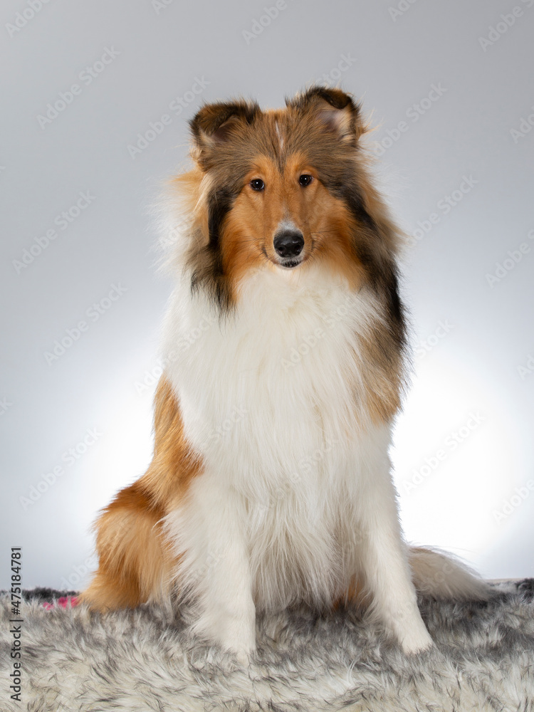 Rough Collie puppy dog portrait. Image taken in a studio with white background. Dog breed also known as lassie.