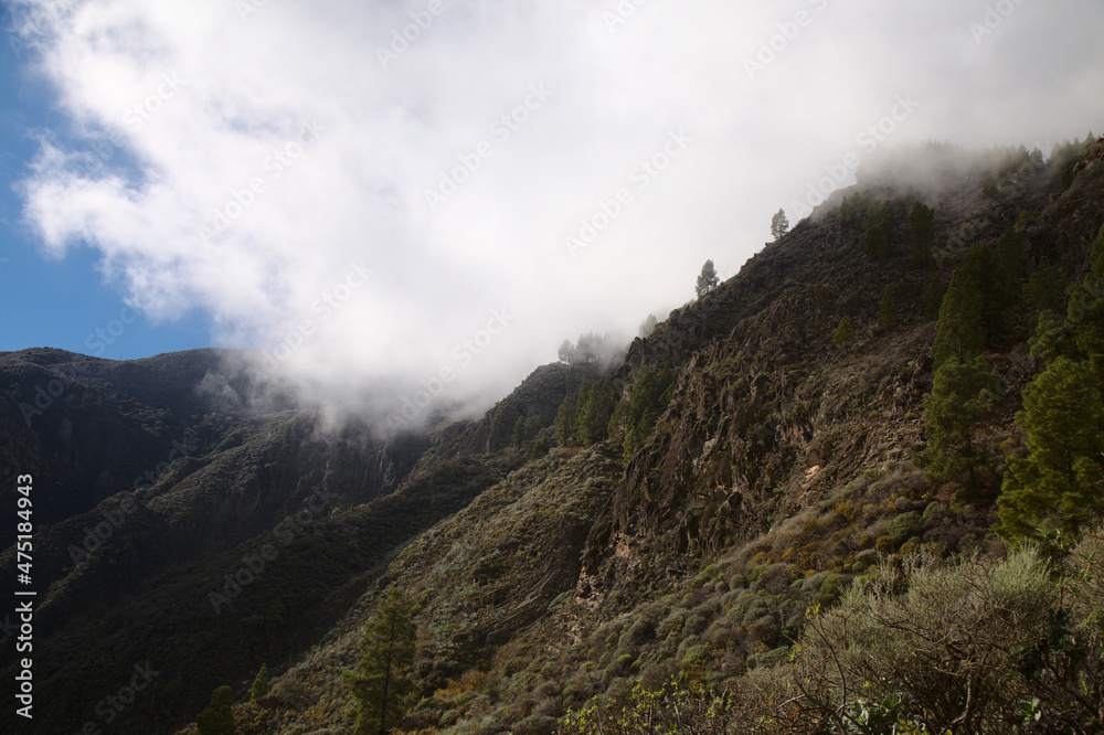 Gran Canaria, hiking route between Tenteniguada village in Valsequillo municipality and Pico de las Nieves, 
the highest point of the island, December