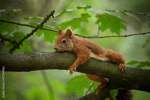 squirrel on a tree © Hana