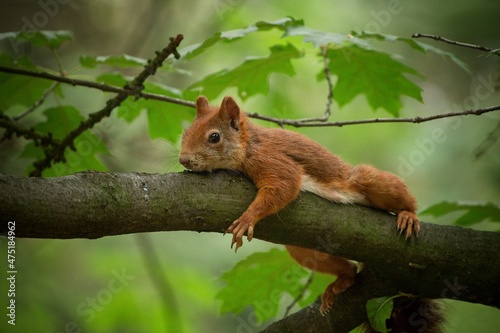 squirrel on a tree