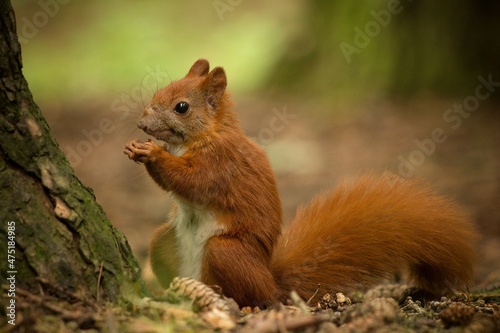 squirrel in the forest © Hana