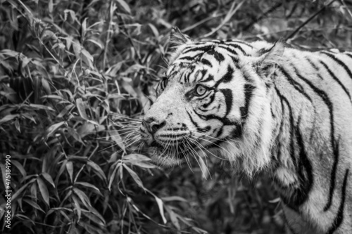 Sumatran Tiger in black and white