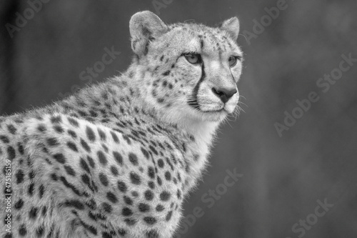 Cheetah up close in black and white