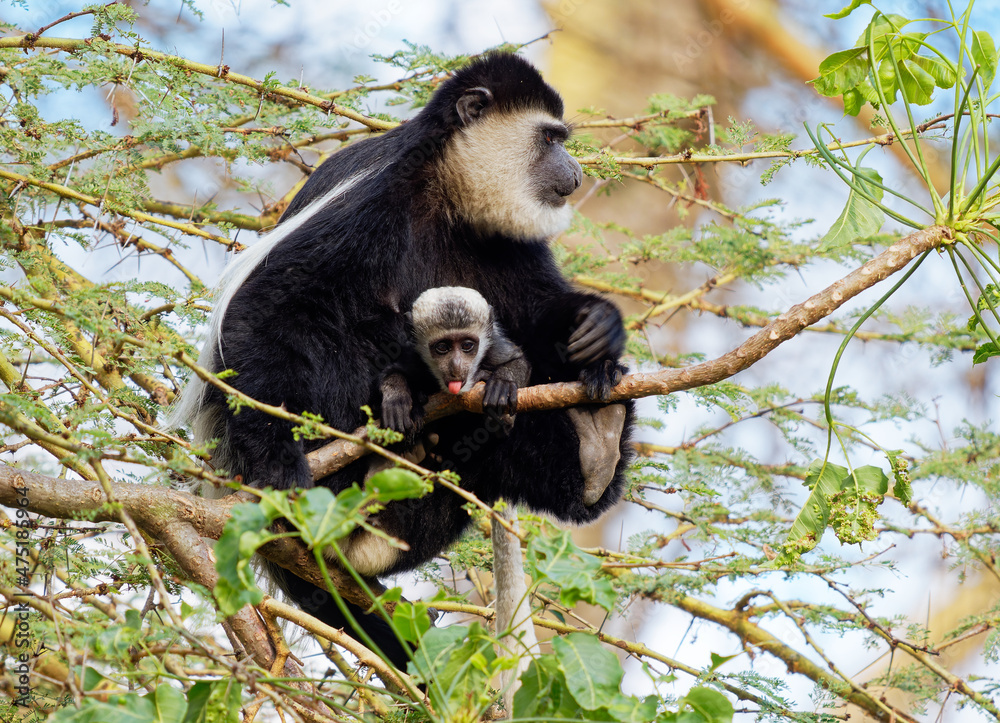 Obraz premium Black-and-white colobus or colobi - Colobus guereza, monkey native to Africa, related to red colobus monkey of Piliocolobus, long tail, female with young child cub on the tree in Kenya