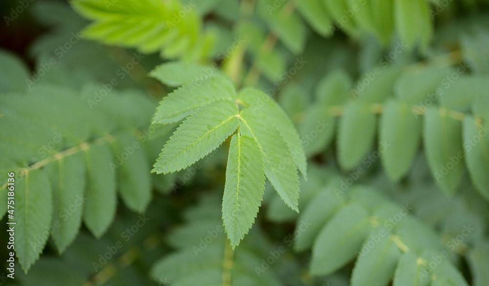 Flora of Gran Canaria - pinnate leaves of Dendriopoterium pulidoi, plant endemic to the island
and vulnerable species, natural macro floral background
Flora of Gran Canaria - pinnate leaves of Dendriopoterium pulidoi, plant endemic to the island
and vulnerable species, natural macro floral background