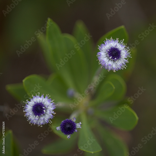 Flora of Gran Canaria -  small pale blue flowers of Globularia ascanii, 
globe daisy endemic to the island, natural macro floral background photo