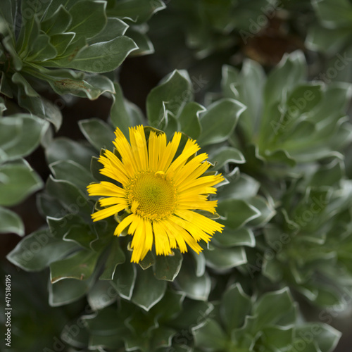 Flora of Fuerteventura - Asteriscus sericeus  the Canary Island daisy  silky silver leaves natural macro floral background 