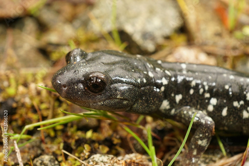 Closeup of the head of a Black Salamander , Aneides flavipunctatus , in North California.