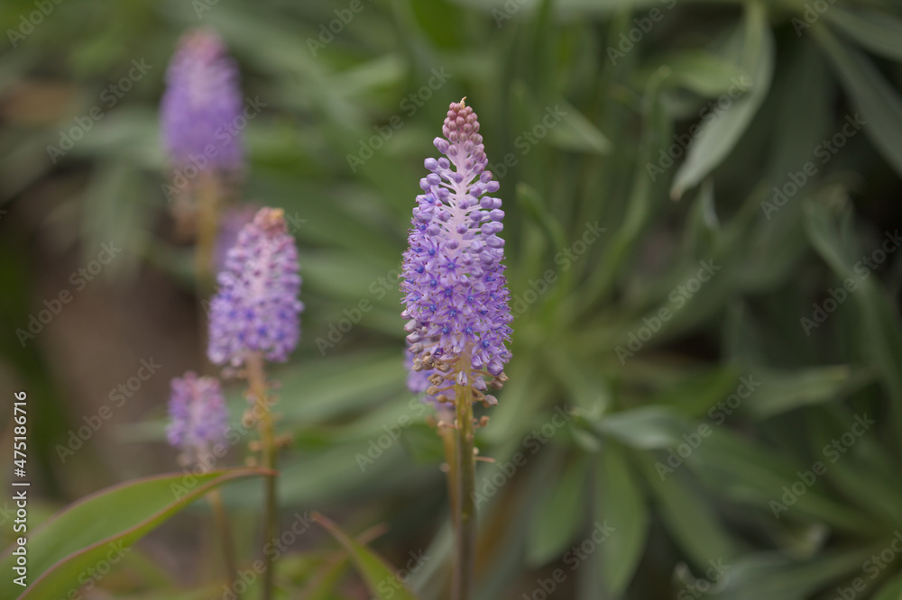 Flora of Gran Canaria - flowering blue Scilla dasyantha, endemic to the islands, natural macro floral background
Flora of Gran Canaria - flowering blue Scilla dasyantha, endemic to the islands, natural macro floral background