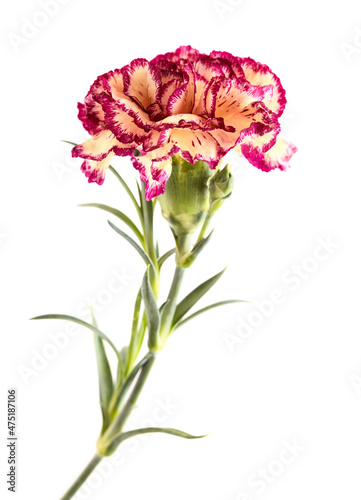 Fototapeta Naklejka Na Ścianę i Meble -  beautiful unusual cream and dark red Carnation flowers isolated on plain background
