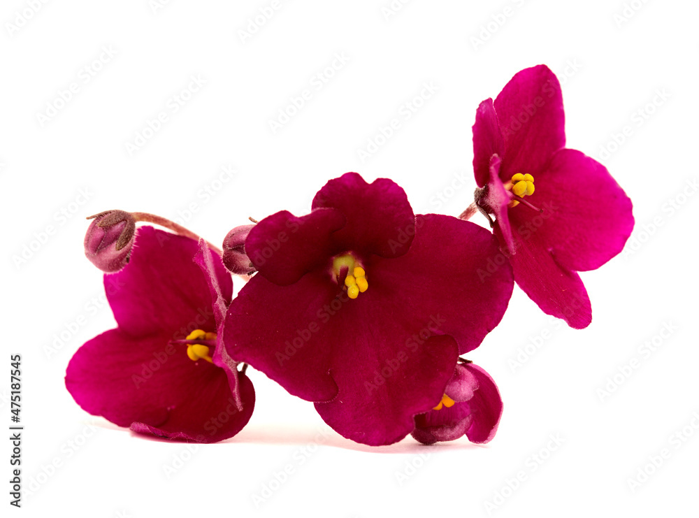Dark red saintpaulia or african violet isolated on white background
