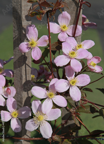 Clematis montana sur une palissade en bois 