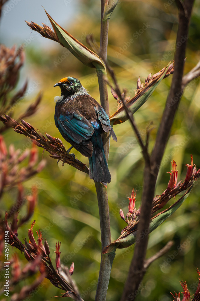 Naklejka premium New Zealand native Tui on a flax flower stalk