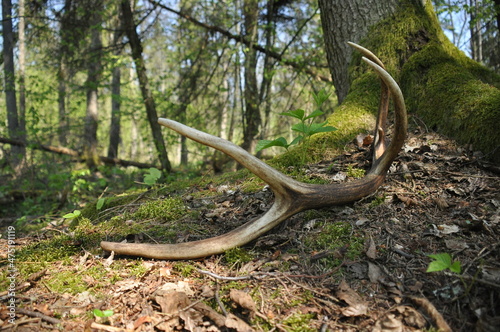 Deer antlers lost by a bull deep in the forest. Sharp shining arrowheads in the undergrowth.