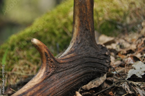 Deer antlers lost by a bull deep in the forest. Sharp shining arrowheads in the undergrowth. photo