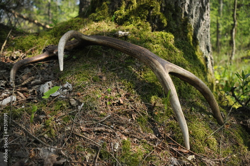 Deer antlers lost by a bull deep in the forest. Sharp shining arrowheads in the undergrowth.