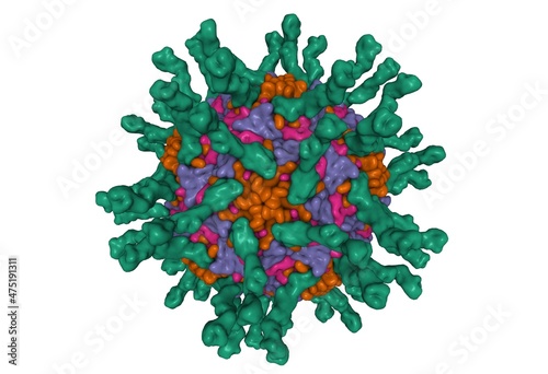 Cryo-EM structure of human poliovirus(serotype 1)complexed with three domain CD155 (green). 3D Gaussian surface model, PDB 1dgi, white background photo