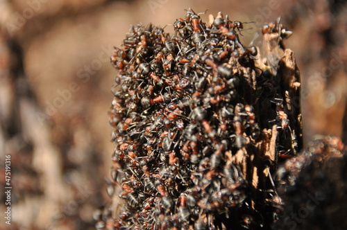 Red ants on an anthill in the woods basking in the spring sun after a long snowy winter.